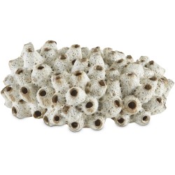 Currey Sulawasi Shells Decorative Accessory 1200-0429