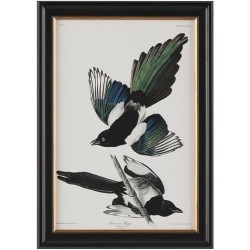 John Richard Audubon  Group Giclee GBG-2854B