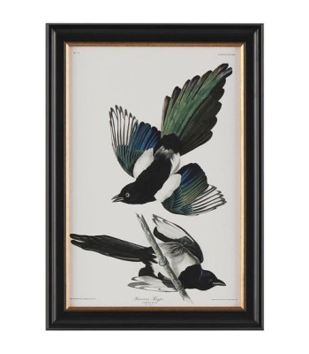 John Richard Audubon  Group Giclee GBG-2854B