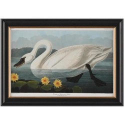 John Richard Audubon  Group Giclee GBG-2854C