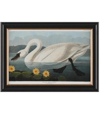 John Richard Audubon  Group Giclee GBG-2854C