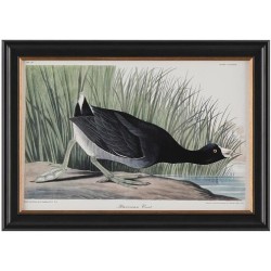 John Richard Audubon  Group Giclee GBG-2854D