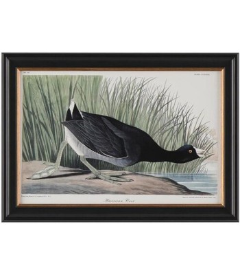 John Richard Audubon  Group Giclee GBG-2854D