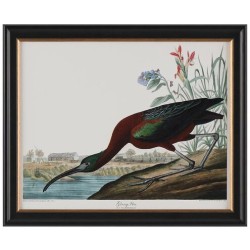 John Richard Audubon  Group Giclee GBG-2855C