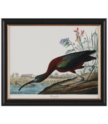 John Richard Audubon  Group Giclee GBG-2855C