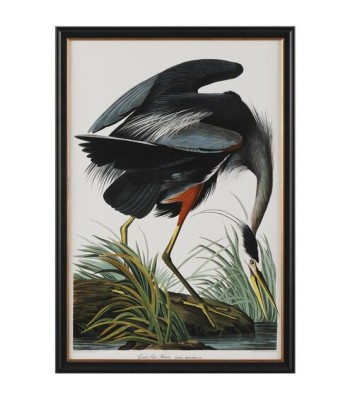 John Richard Audubon  Group Giclee GBG-2856B