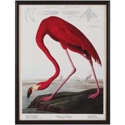 John Richard Audubon  Group Giclee GBG-2857A