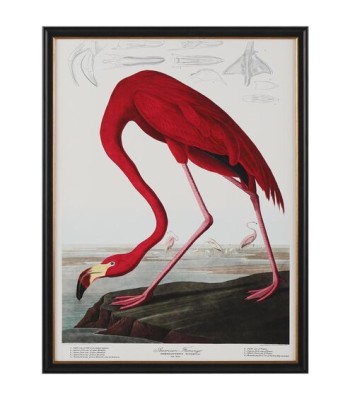 John Richard Audubon  Group Giclee GBG-2857A