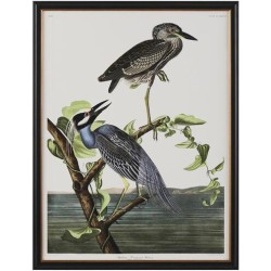 John Richard Audubon  Group Giclee GBG-2857B