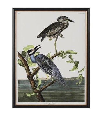 John Richard Audubon  Group Giclee GBG-2857B