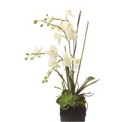 John Richard Phalaenopsis Decorative Orchid JRB-2191