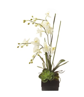 John Richard Phalaenopsis Decorative Orchid JRB-2191