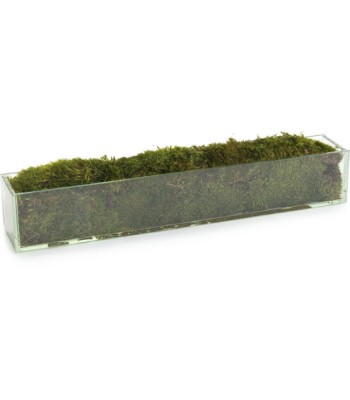 John Richard Moss Decorative Plant JRB-3743