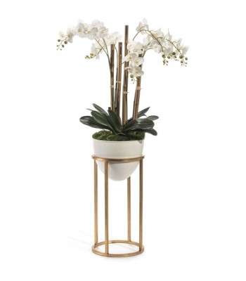 John Richard Leah Decorative Orchid JRB-4047
