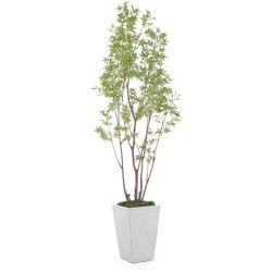 John Richard Amur Decorative Plant JRB-4662