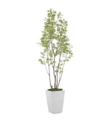John Richard Amur Decorative Plant JRB-4662