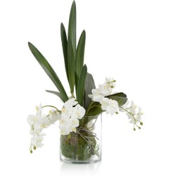 John Richard Mossy Decorative Orchid JRB-4851