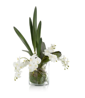 John Richard Mossy Decorative Orchid JRB-4851
