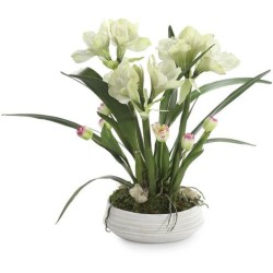 John Richard Amaryllis Garden Floral JRB-5439