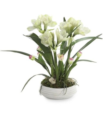 John Richard Amaryllis Garden Floral JRB-5439