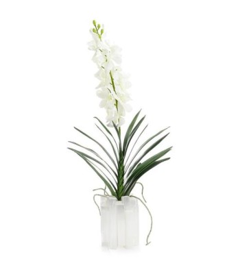 John Richard Dendrobium 'N' Selenite Floral JRB-5483W