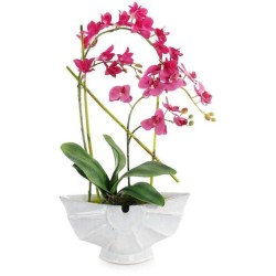 John Richard Shell Orchids Floral JRB-5487