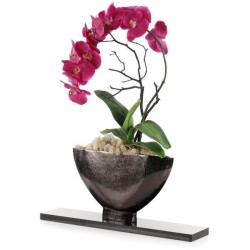 John Richard Midnight Phalaenopsis Floral JRB-5492