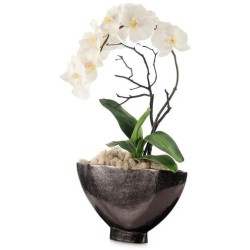 John Richard Dawn Phalaenopsis Floral JRB-5493