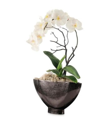 John Richard Dawn Phalaenopsis Floral JRB-5493