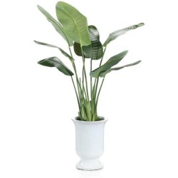 John Richard Island Bird of Paradise Botanical/Floral JRB-5568