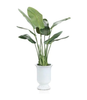 John Richard Island Bird of Paradise Botanical/Floral JRB-5568