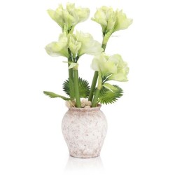 John Richard Tropical Amaryllis Botanical/Floral JRB-5580
