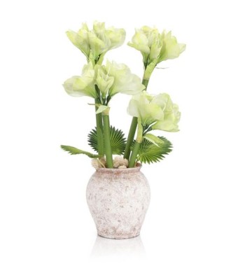 John Richard Tropical Amaryllis Botanical/Floral JRB-5580