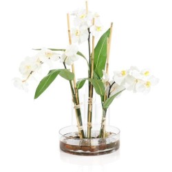 John Richard Changing Florals Botanical/Floral JRB-5585W
