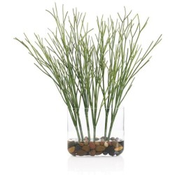 John Richard Cactus Succulent Botanical/Floral JRB-5587W