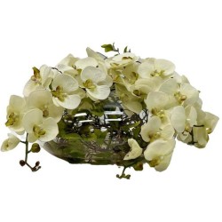 John Richard Enchanted Orchids Botanical/Floral JRB-5594W