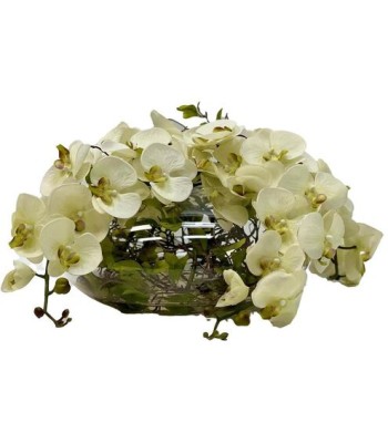 John Richard Enchanted Orchids Botanical/Floral JRB-5594W