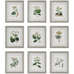 Uttermost Antique Framed Prints 41466