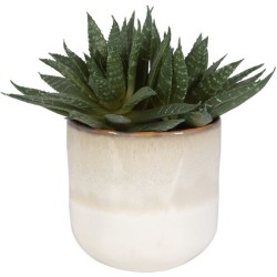 Uttermost Doha Succulent Accent 60213